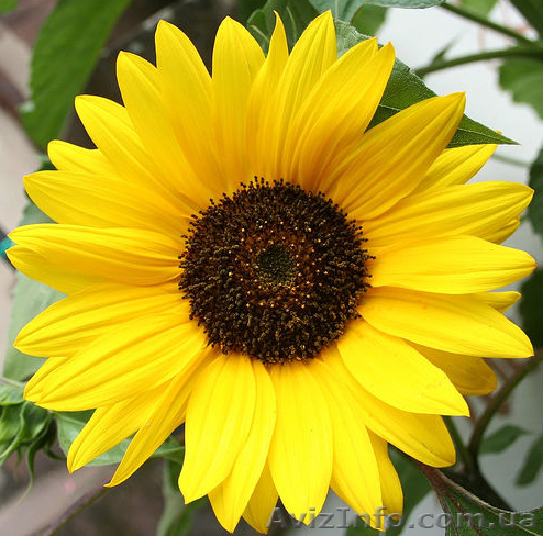 Продам семечку, Донецк - <ro>Изображение</ro><ru>Изображение</ru> #1, <ru>Объявление</ru> #5863