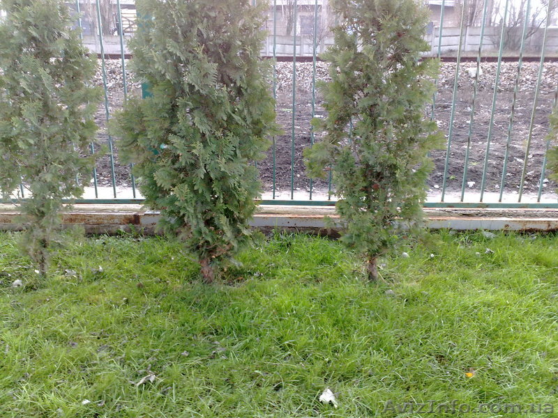 Автоматические системы полива, капельное орошение, автополив газонов - <ro>Изображение</ro><ru>Изображение</ru> #1, <ru>Объявление</ru> #9076