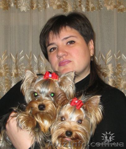 Элитные  йоркширские терьеры ( московская вязка).Щенки- мини бэби фэйс - <ro>Изображение</ro><ru>Изображение</ru> #1, <ru>Объявление</ru> #8356