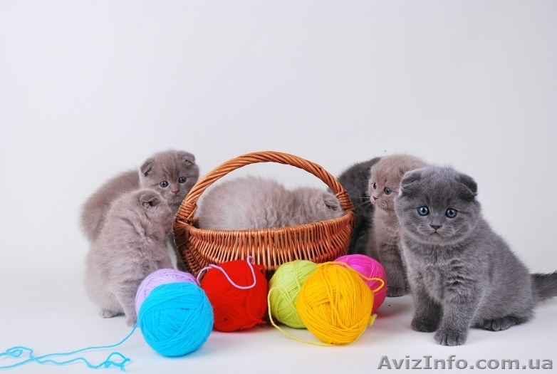 Продажа котят от элитных производителей - <ro>Изображение</ro><ru>Изображение</ru> #1, <ru>Объявление</ru> #25885