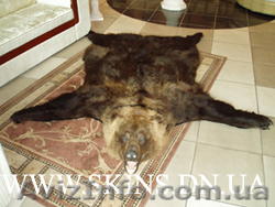 Шкуры ковры шкура медведя таксидермия чучела медведя - <ro>Изображение</ro><ru>Изображение</ru> #1, <ru>Объявление</ru> #22204