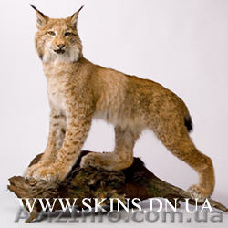 Чучела животных и птиц для оформления интерьера - <ro>Изображение</ro><ru>Изображение</ru> #1, <ru>Объявление</ru> #22200