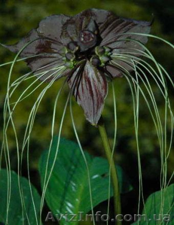 Разные плодовые и красивоцветущие экзоты - <ro>Изображение</ro><ru>Изображение</ru> #1, <ru>Объявление</ru> #33455