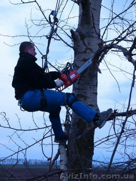 Валка деревьев,  Донецк - <ro>Изображение</ro><ru>Изображение</ru> #1, <ru>Объявление</ru> #62824