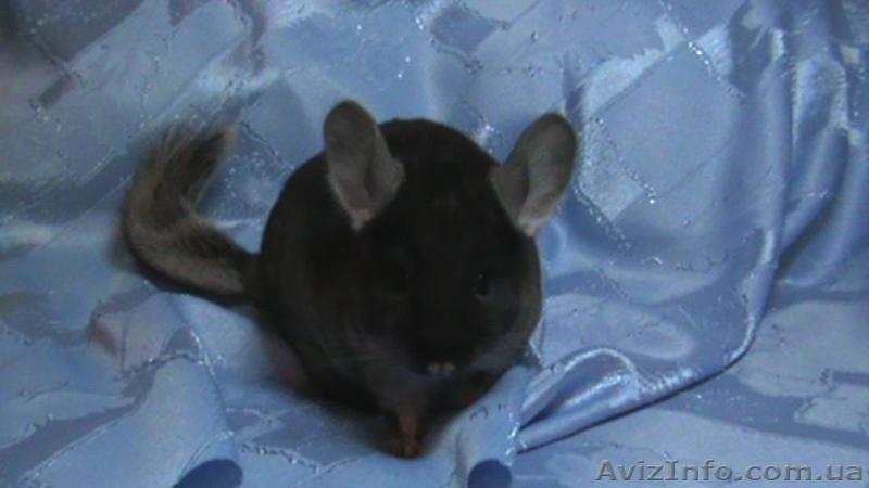Продажа шиншилл цвет Black Velvet - <ro>Изображение</ro><ru>Изображение</ru> #1, <ru>Объявление</ru> #88812