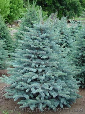 Ель голубая на посадку - <ro>Изображение</ro><ru>Изображение</ru> #1, <ru>Объявление</ru> #107146