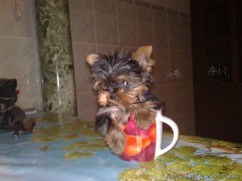 щенки йориков + кабель для вязки - <ro>Изображение</ro><ru>Изображение</ru> #1, <ru>Объявление</ru> #139735