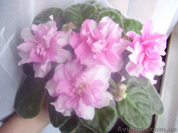 Продаю сортовые фиалки и лилии - <ro>Изображение</ro><ru>Изображение</ru> #1, <ru>Объявление</ru> #156879