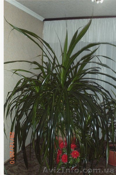 продам пальму очень красивую - <ro>Изображение</ro><ru>Изображение</ru> #1, <ru>Объявление</ru> #151648