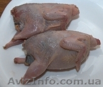 Яйца и тушки перепелов. Молодняк перепелов. Несушки - <ro>Изображение</ro><ru>Изображение</ru> #1, <ru>Объявление</ru> #150432