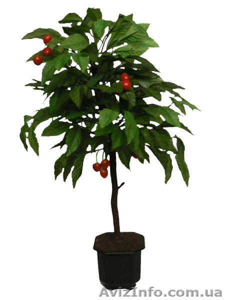 Искусственные цветы. Черешня малая - <ro>Изображение</ro><ru>Изображение</ru> #1, <ru>Объявление</ru> #178703