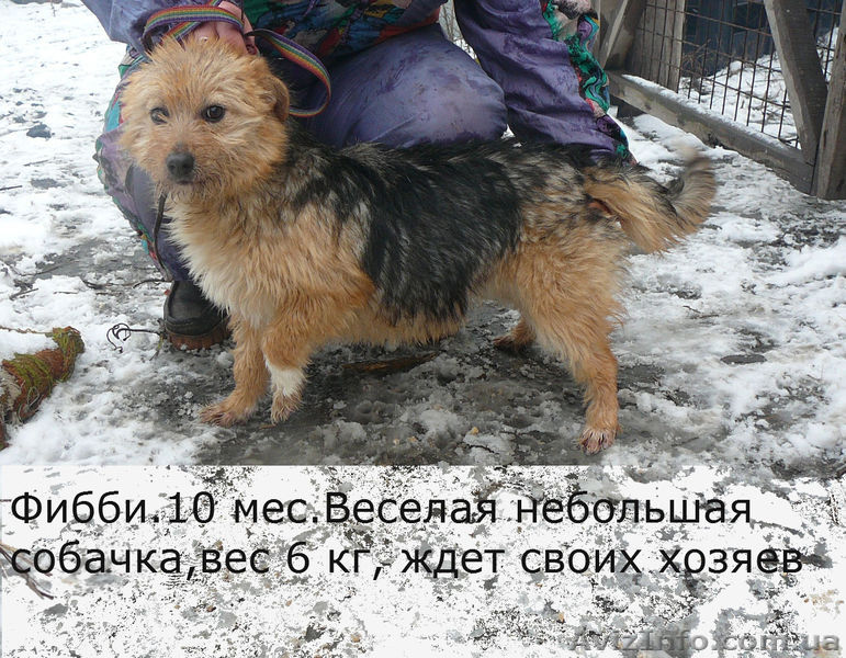 щенок в дар добрым людям - <ro>Изображение</ro><ru>Изображение</ru> #1, <ru>Объявление</ru> #228524