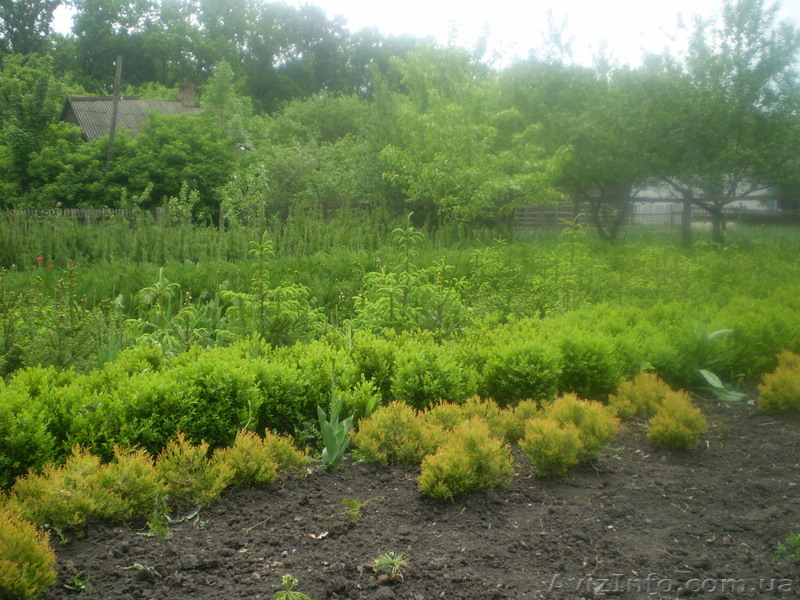 Декоративные расстения: хвойные и лиственные низкие цены! - <ro>Изображение</ro><ru>Изображение</ru> #1, <ru>Объявление</ru> #228631