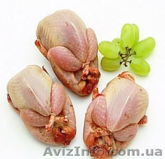 тушки и яйца перепелиные - <ro>Изображение</ro><ru>Изображение</ru> #1, <ru>Объявление</ru> #315774