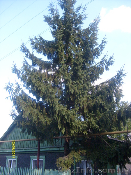 продам  ель более 30 лет - <ro>Изображение</ro><ru>Изображение</ru> #1, <ru>Объявление</ru> #397297