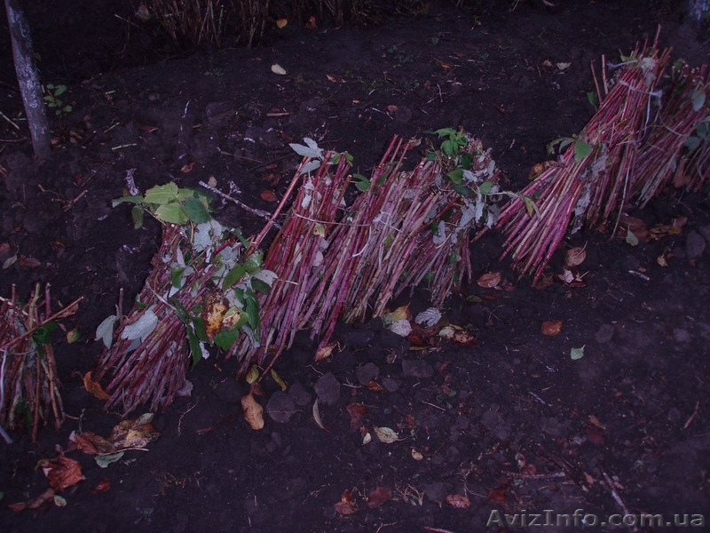 саженцы ремонтантной малины Polana - <ro>Изображение</ro><ru>Изображение</ru> #1, <ru>Объявление</ru> #451928