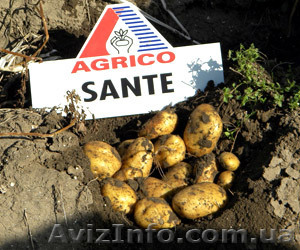 Ф/х реализует картовель, лук, капуста - <ro>Изображение</ro><ru>Изображение</ru> #1, <ru>Объявление</ru> #480327