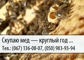 Скупаю мед по Украине – (067) 136-08-07 – (050) 983-93-94 - <ro>Изображение</ro><ru>Изображение</ru> #1, <ru>Объявление</ru> #478637