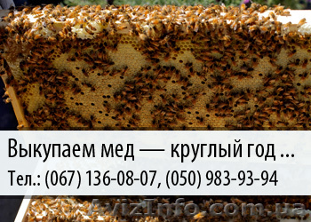 Выкупаем мед по Украине – (067) 136-08-07 – (050) 983-93-94 - <ro>Изображение</ro><ru>Изображение</ru> #1, <ru>Объявление</ru> #476822
