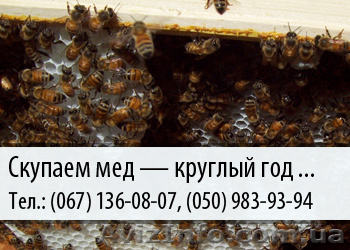 Скупаем мед по Украине – (067) 136-08-07 – (050) 983-93-94 - <ro>Изображение</ro><ru>Изображение</ru> #1, <ru>Объявление</ru> #478662