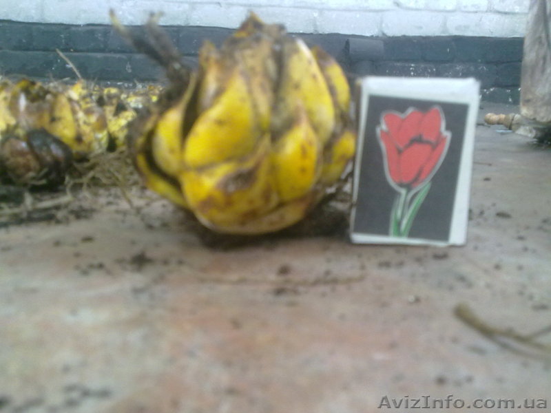 Луковица лилии по 3 грн. - <ro>Изображение</ro><ru>Изображение</ru> #1, <ru>Объявление</ru> #509464