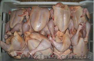 Курица, бройлер - <ro>Изображение</ro><ru>Изображение</ru> #1, <ru>Объявление</ru> #507658