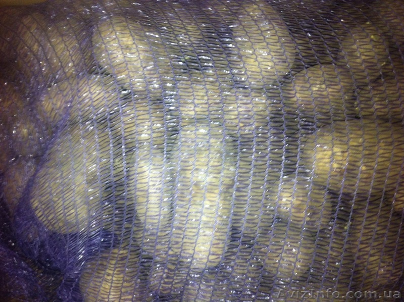 Продаю картофель оптом. - <ro>Изображение</ro><ru>Изображение</ru> #1, <ru>Объявление</ru> #495775