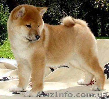 Акита-ину - порода,  - <ro>Изображение</ro><ru>Изображение</ru> #1, <ru>Объявление</ru> #499301