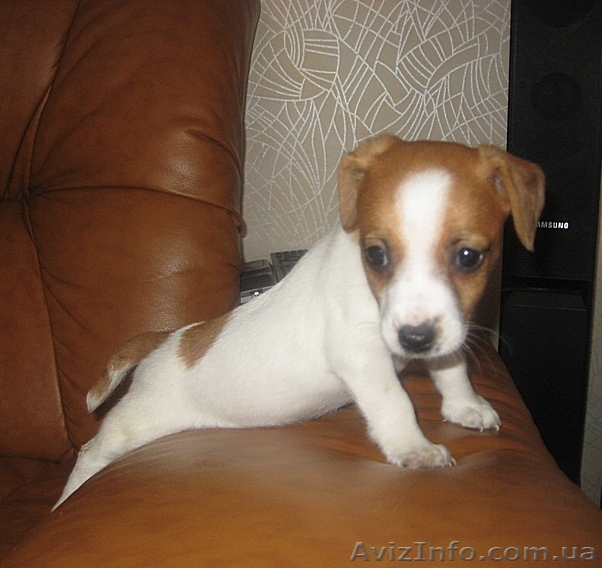 Большой выбор очень красивых наследственно гладких щенков Джек Рассела   - <ro>Изображение</ro><ru>Изображение</ru> #1, <ru>Объявление</ru> #499286