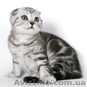 Продамкотятznzn - <ro>Изображение</ro><ru>Изображение</ru> #1, <ru>Объявление</ru> #510823