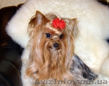 Йоршир чудесные девочки и мальчики. - <ro>Изображение</ro><ru>Изображение</ru> #1, <ru>Объявление</ru> #499281