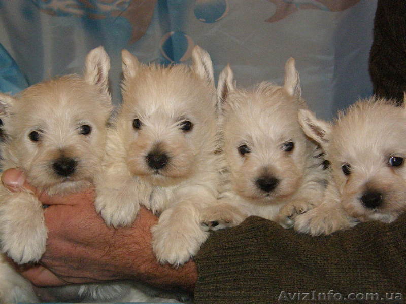 Продам щенков вест хайленд уайт терьера. - <ro>Изображение</ro><ru>Изображение</ru> #1, <ru>Объявление</ru> #499243