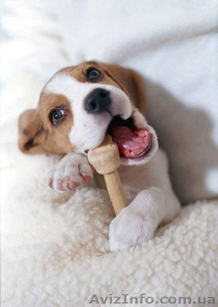 Активные щенки Биглята  - <ro>Изображение</ro><ru>Изображение</ru> #1, <ru>Объявление</ru> #499231