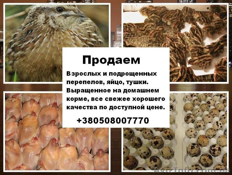 Перепела Фараон. - <ro>Изображение</ro><ru>Изображение</ru> #1, <ru>Объявление</ru> #551164