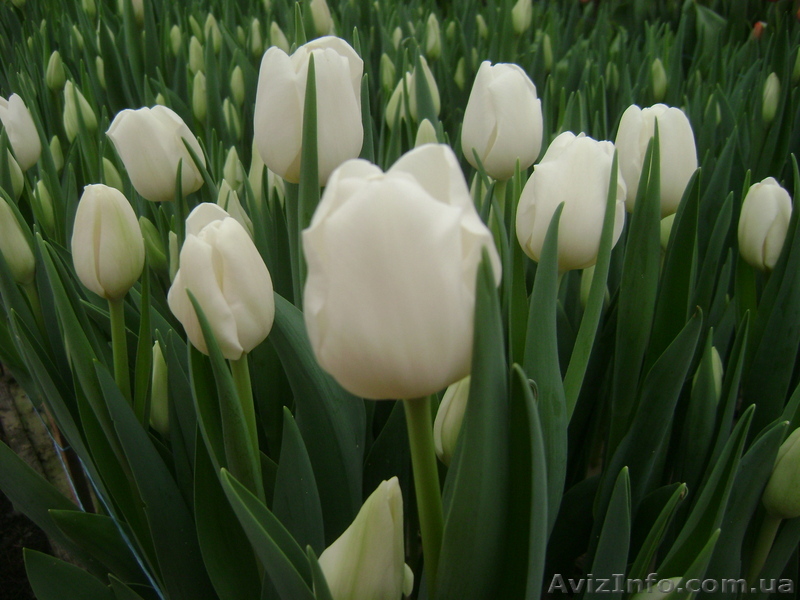 Цветы к 8 марта - <ro>Изображение</ro><ru>Изображение</ru> #1, <ru>Объявление</ru> #554506