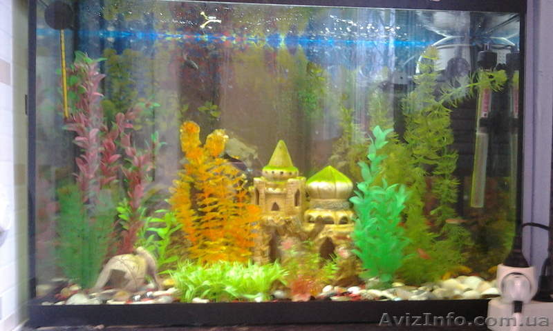 Аквариум б\у на 90 литров - <ro>Изображение</ro><ru>Изображение</ru> #1, <ru>Объявление</ru> #555404