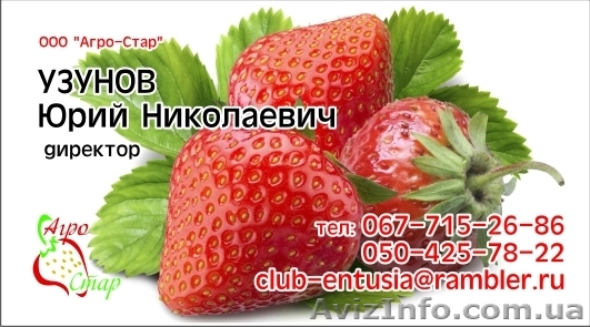 Лук и Капуста от производителя - <ro>Изображение</ro><ru>Изображение</ru> #1, <ru>Объявление</ru> #545424