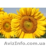 Семена подсолнечника  раннеспелых гибридов - <ro>Изображение</ro><ru>Изображение</ru> #1, <ru>Объявление</ru> #2533