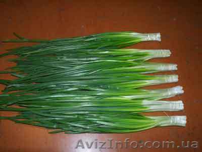 Продам Зеленый лук. Донецк - <ro>Изображение</ro><ru>Изображение</ru> #1, <ru>Объявление</ru> #579631