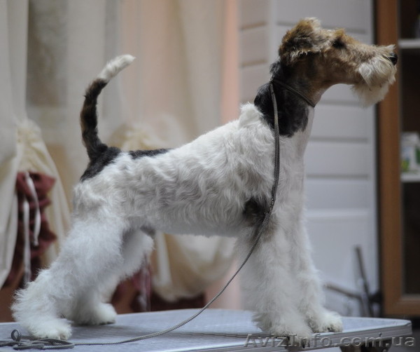 щенки жш фокстерьера от юного чемпиона мира - <ro>Изображение</ro><ru>Изображение</ru> #1, <ru>Объявление</ru> #638781