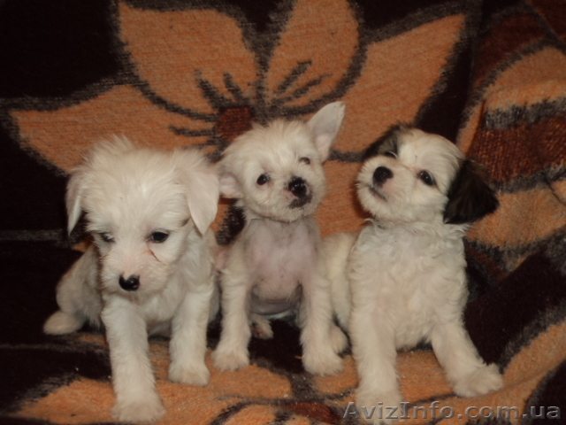 Пуховые щенки китайской хохлатой  - <ro>Изображение</ro><ru>Изображение</ru> #1, <ru>Объявление</ru> #642880