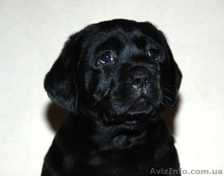 Племенные щенки Лабрадора - <ro>Изображение</ro><ru>Изображение</ru> #1, <ru>Объявление</ru> #640584