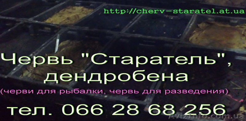черви Старатель (маточное поголовье) - <ro>Изображение</ro><ru>Изображение</ru> #1, <ru>Объявление</ru> #619151