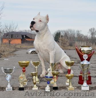АРГЕНТИНСКИЙ ДОГ - ВЫСОКОПОРОДНЫЕ ЩЕНКИ ОТ ТИТУЛОВАНЫХ РОДИТЕЛЕЙ - <ro>Изображение</ro><ru>Изображение</ru> #1, <ru>Объявление</ru> #661011