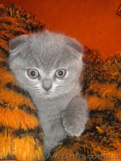 Голубая вислоухая - <ro>Изображение</ro><ru>Изображение</ru> #1, <ru>Объявление</ru> #666783