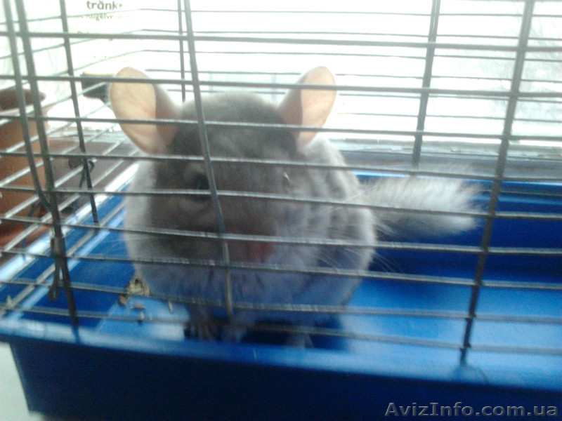 Шиншиллы ручные - <ro>Изображение</ro><ru>Изображение</ru> #1, <ru>Объявление</ru> #662126