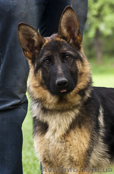 Щенки немецкой овчарки из питомника - <ro>Изображение</ro><ru>Изображение</ru> #1, <ru>Объявление</ru> #668862