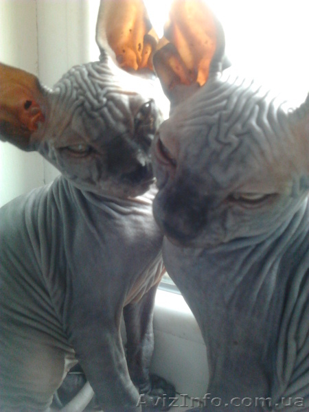 срочно продам сфинкса! - <ro>Изображение</ro><ru>Изображение</ru> #1, <ru>Объявление</ru> #689041