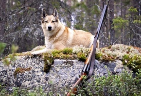 Патронташ странствий - охота профессионалов  - <ro>Изображение</ro><ru>Изображение</ru> #1, <ru>Объявление</ru> #718011