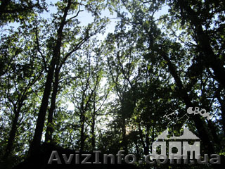 Участок ор-р Форест Парк - <ro>Изображение</ro><ru>Изображение</ru> #1, <ru>Объявление</ru> #728357